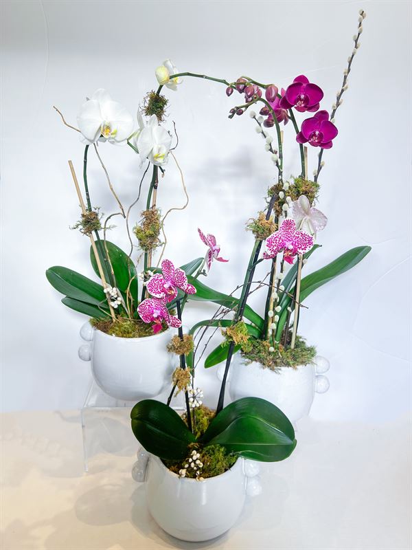Valentine's Day Orchid