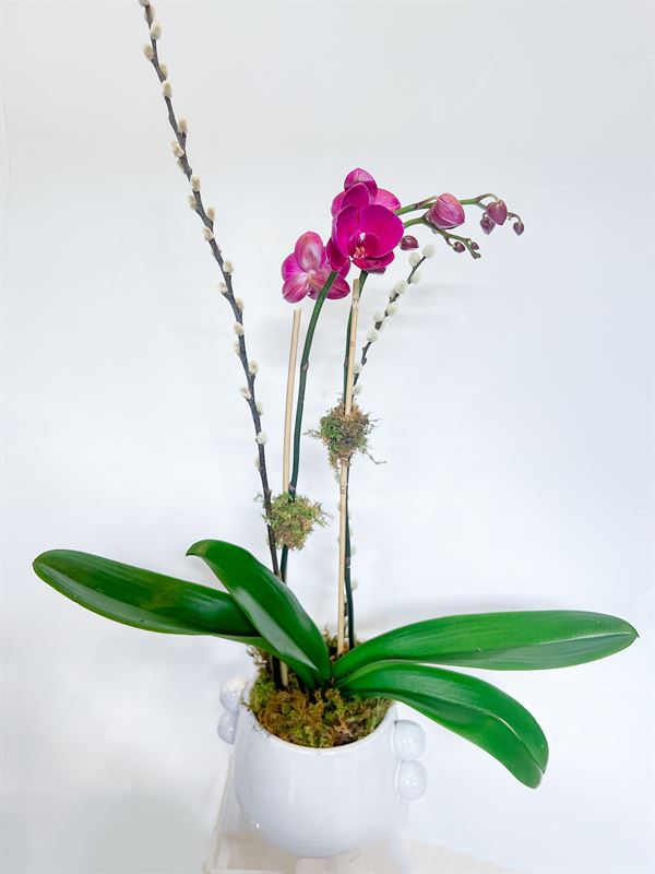 Valentine's Day Orchid