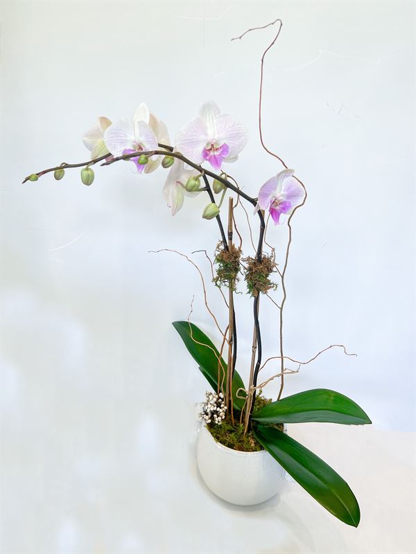 Valentine's Day Orchid