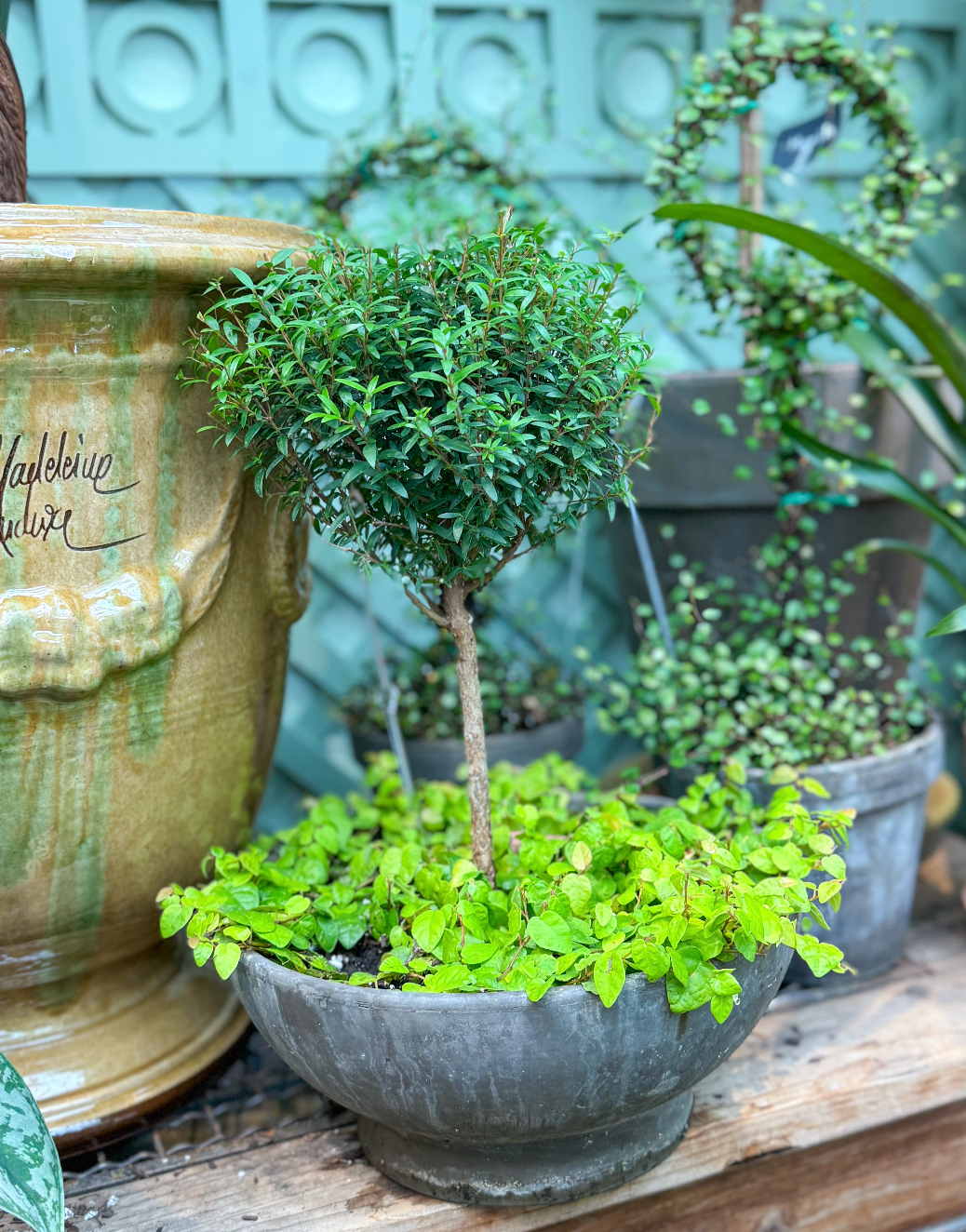 A New Delivery of Topiary: How to Style & Care for These Timeless Greens