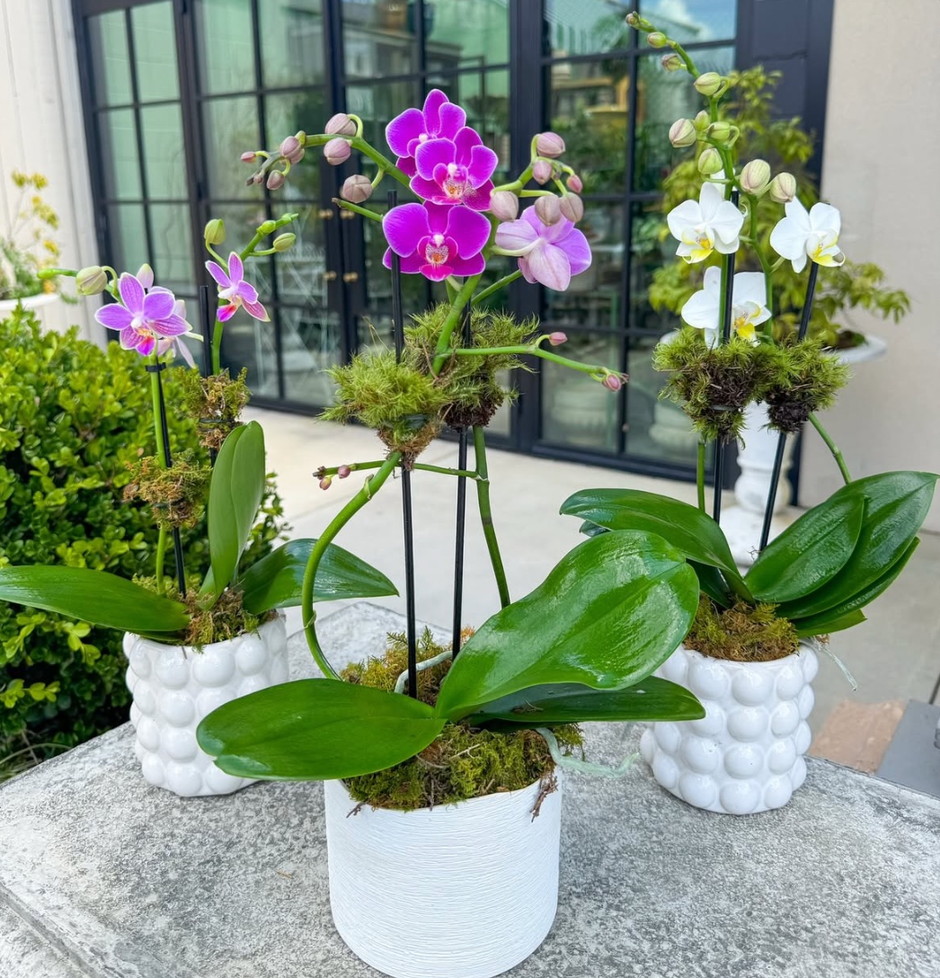 How to Care for Orchids Indoors