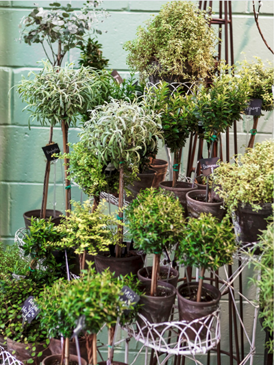 From Soil to Shelf: Caring for Your Indoor Plants & Topiaries